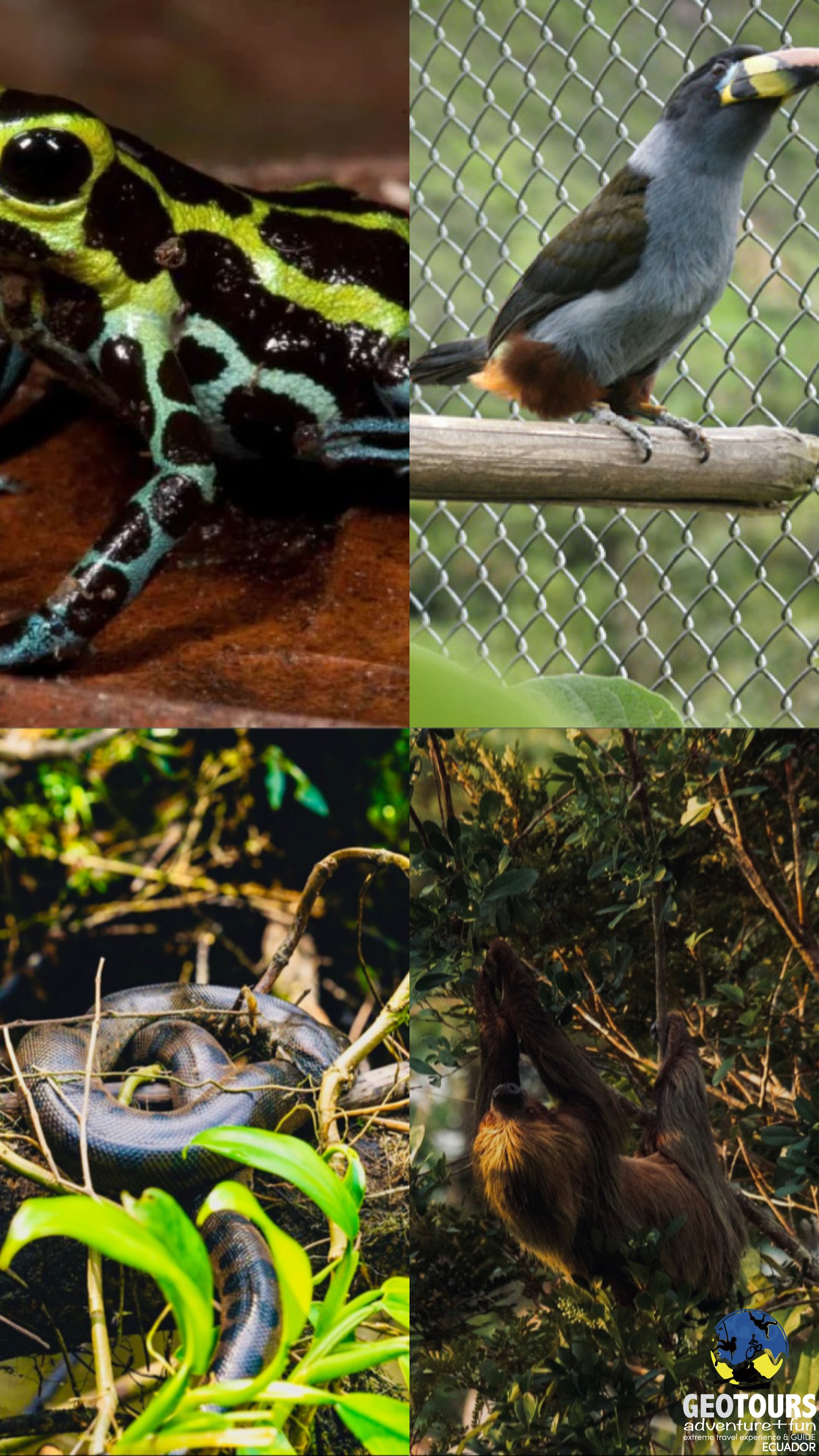  Foto What kind of fauna can we find in Baños de Agua Santa?