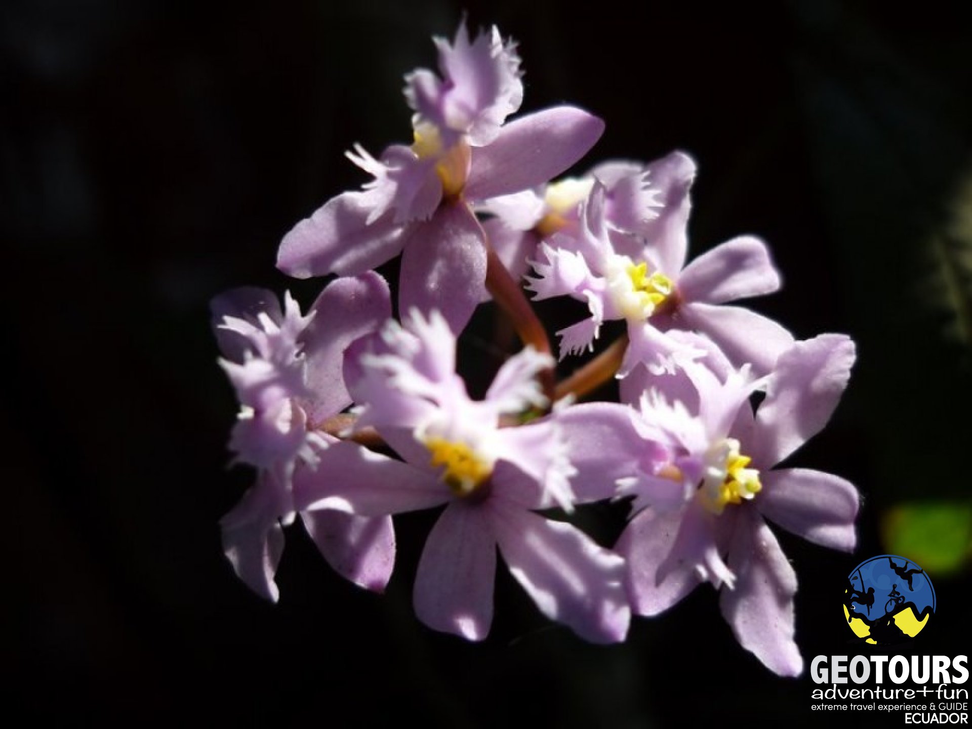  Foto What type of flora can we find in Baños de Agua Santa?